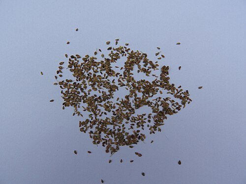 Ajwain seeds