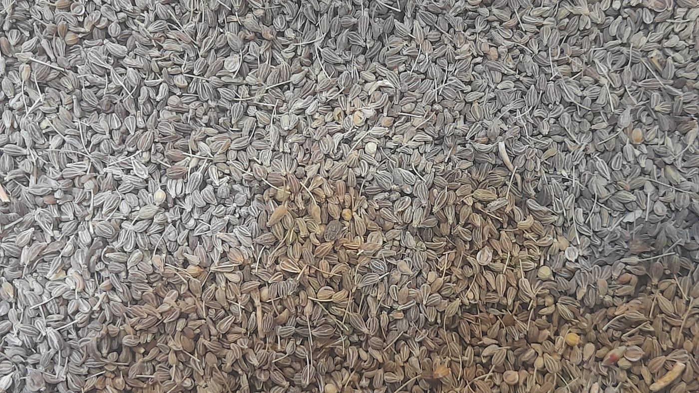 Aniseed