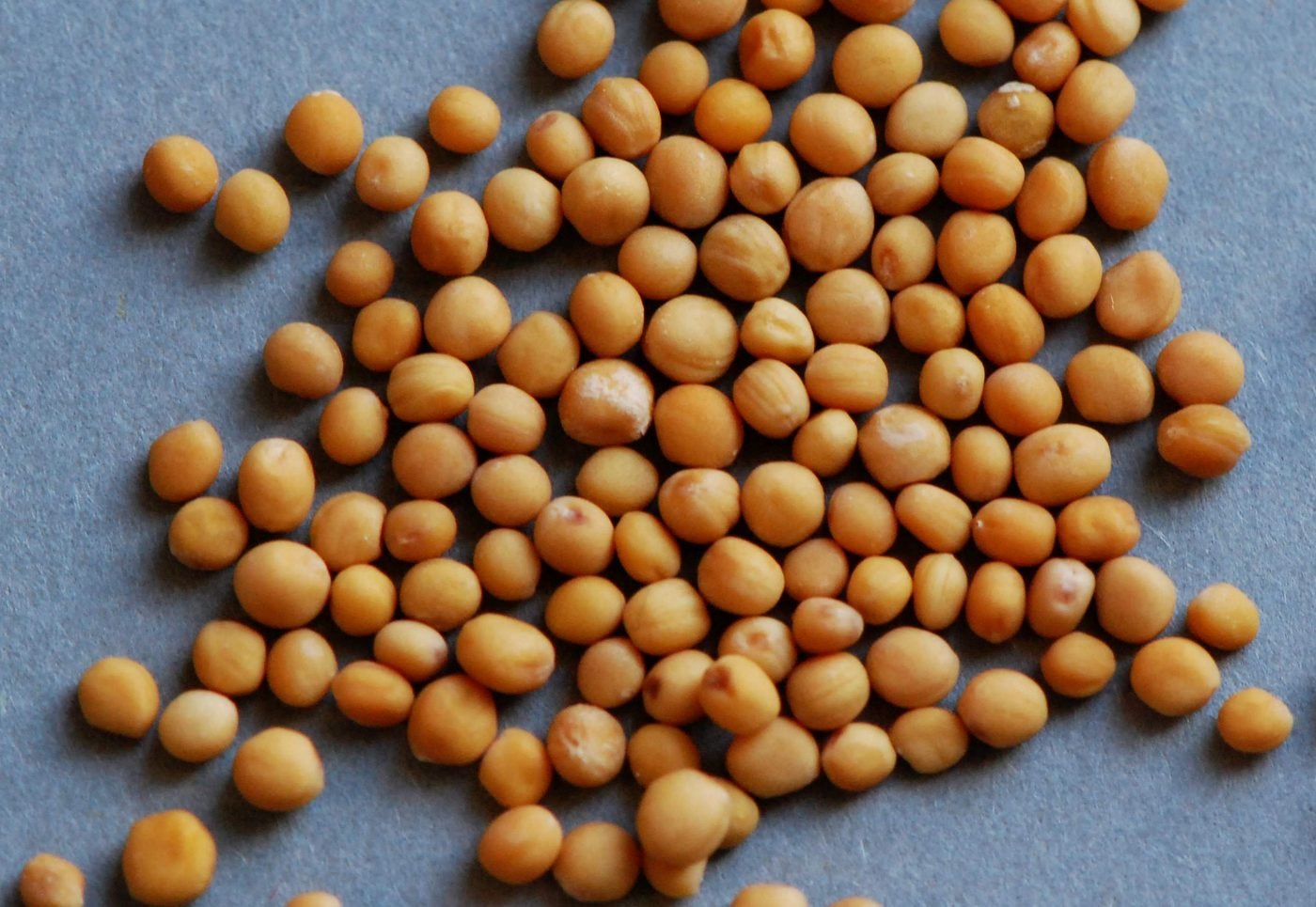 Mustard seeds