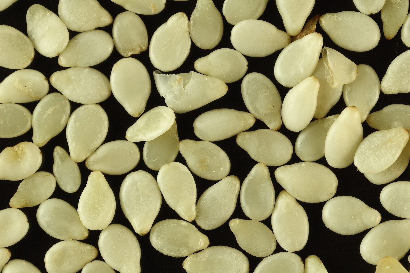 Sesame seeds (til)